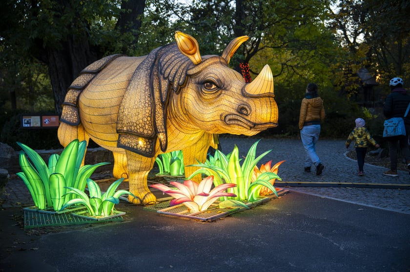 Nosorożec. Ogrody Światła: Garden of Lights Dzika Azja w zoo Wrocław&nbsp;